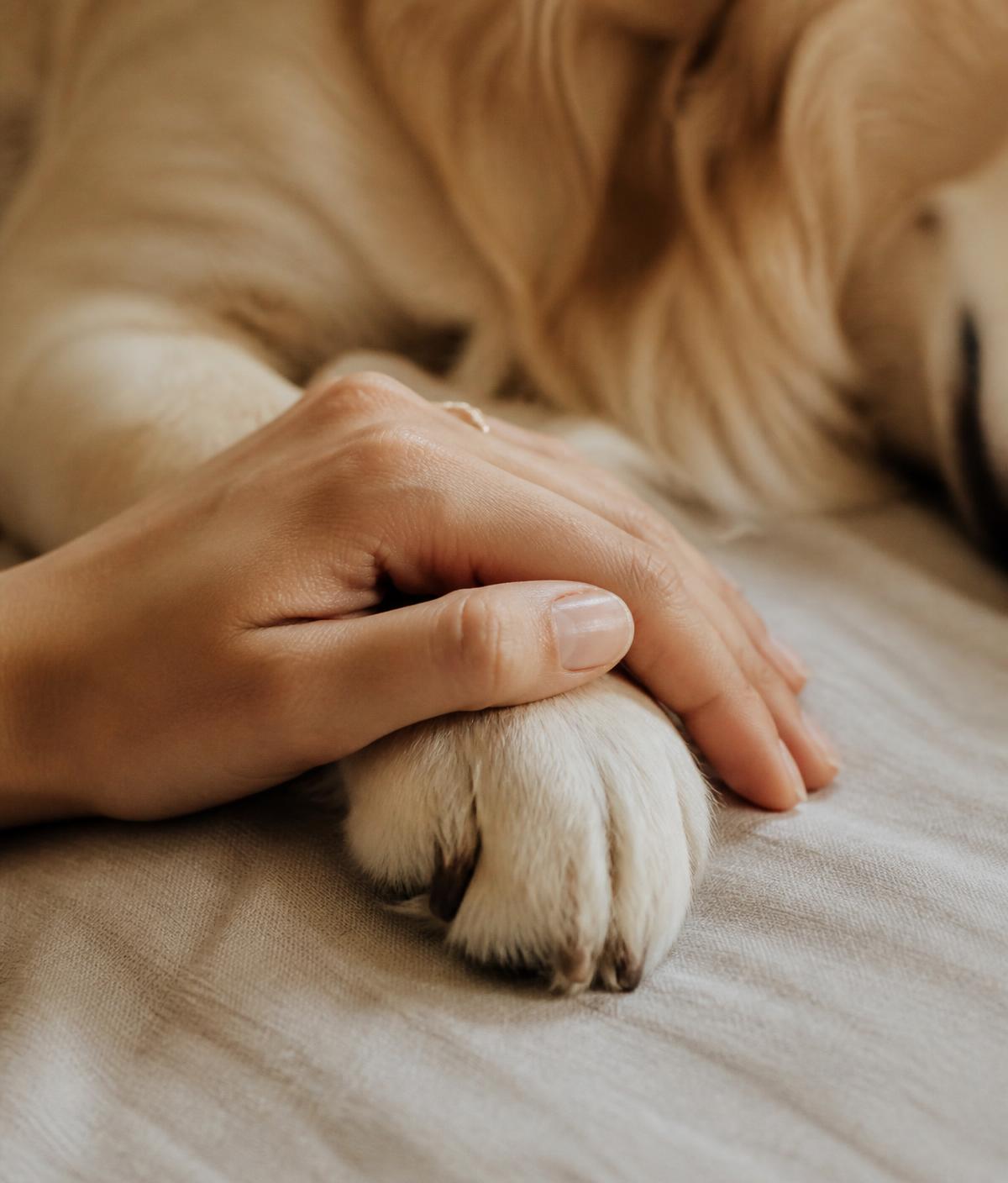 Hand liegt auf der Pfote eines Hundes