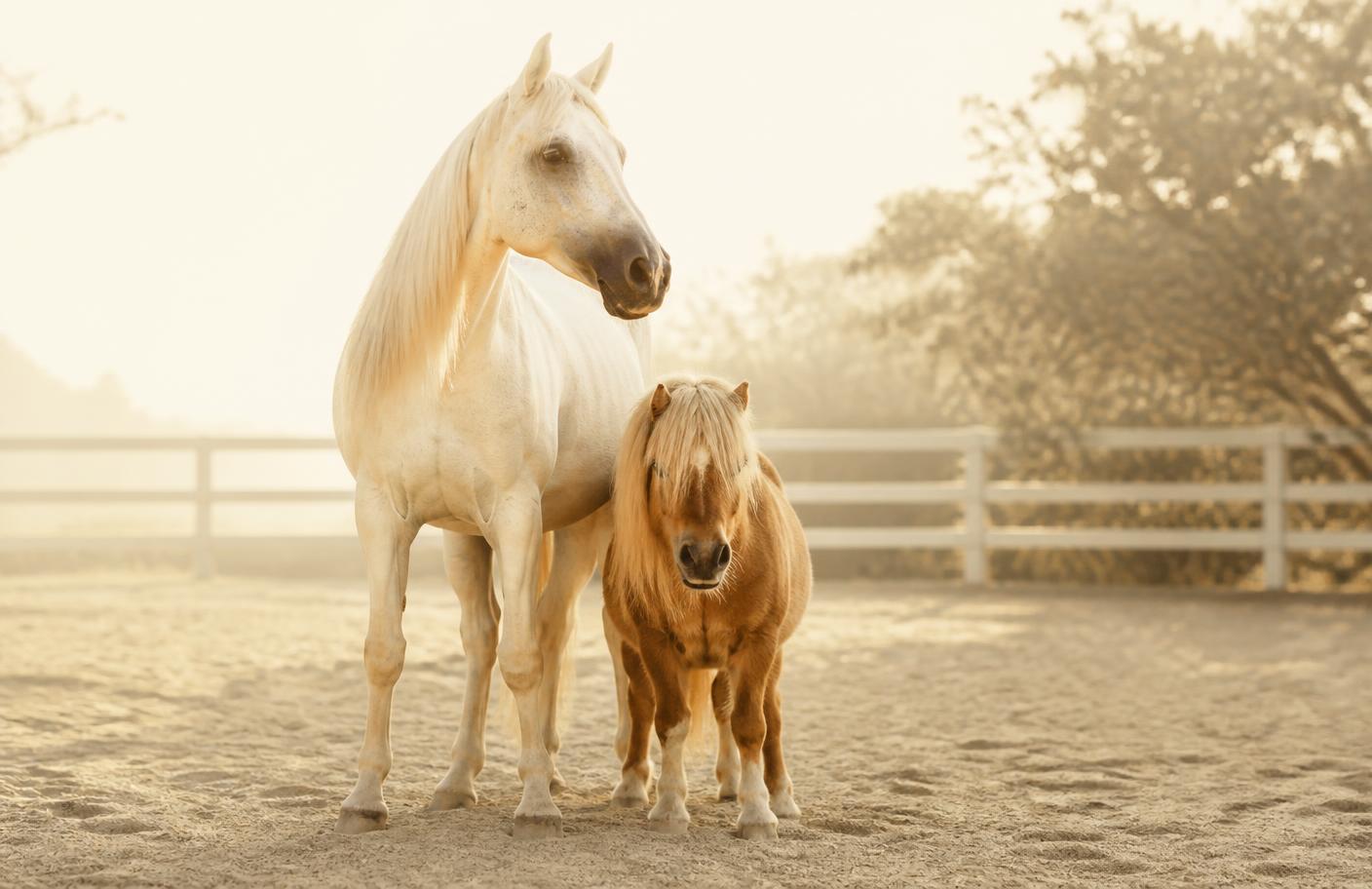Pferd und Pony auf einer sonnigen Koppel